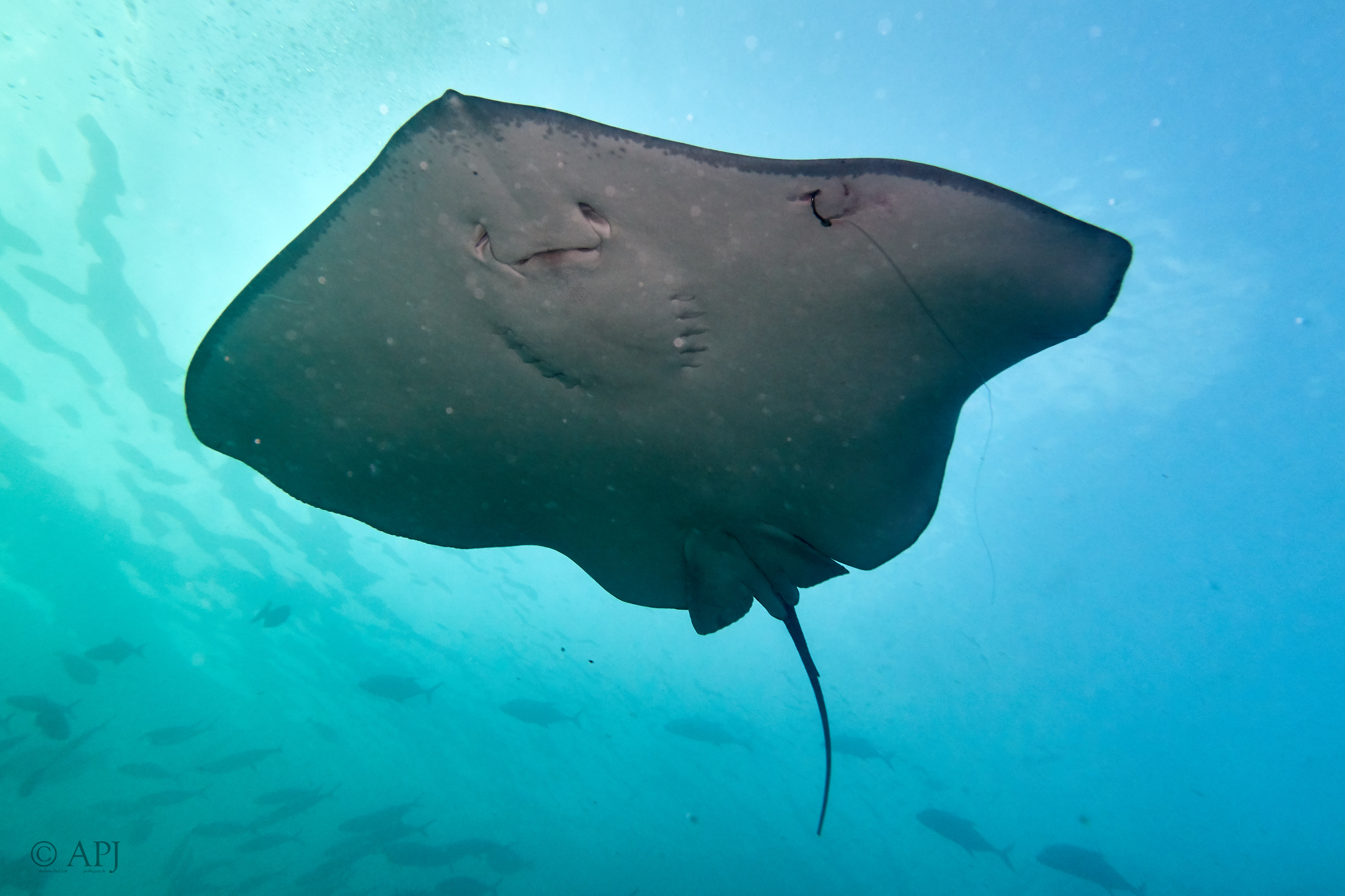 000078 13 08 17  Canon PowerShot G7 X Mark II   Malediven2017